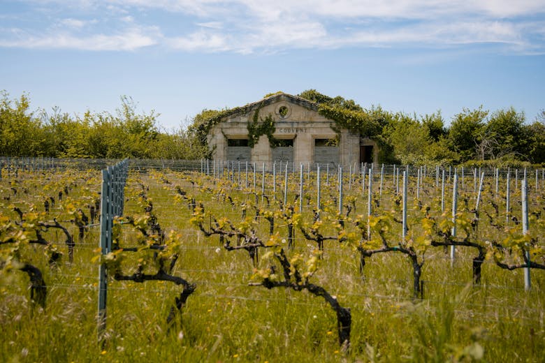 Vignoble à Saint-Emilion