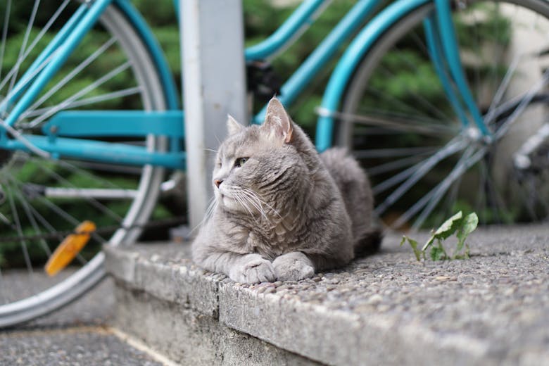 Un chat gris qui se repose devant un vélo bleu