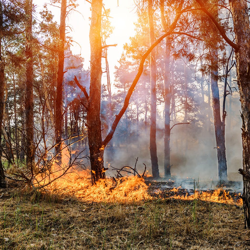 Prepare for Disaster: Wildfires Prepare for Disaster: Wildfires