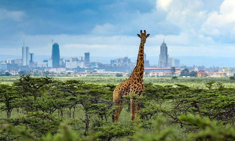 Skyline of nairobi