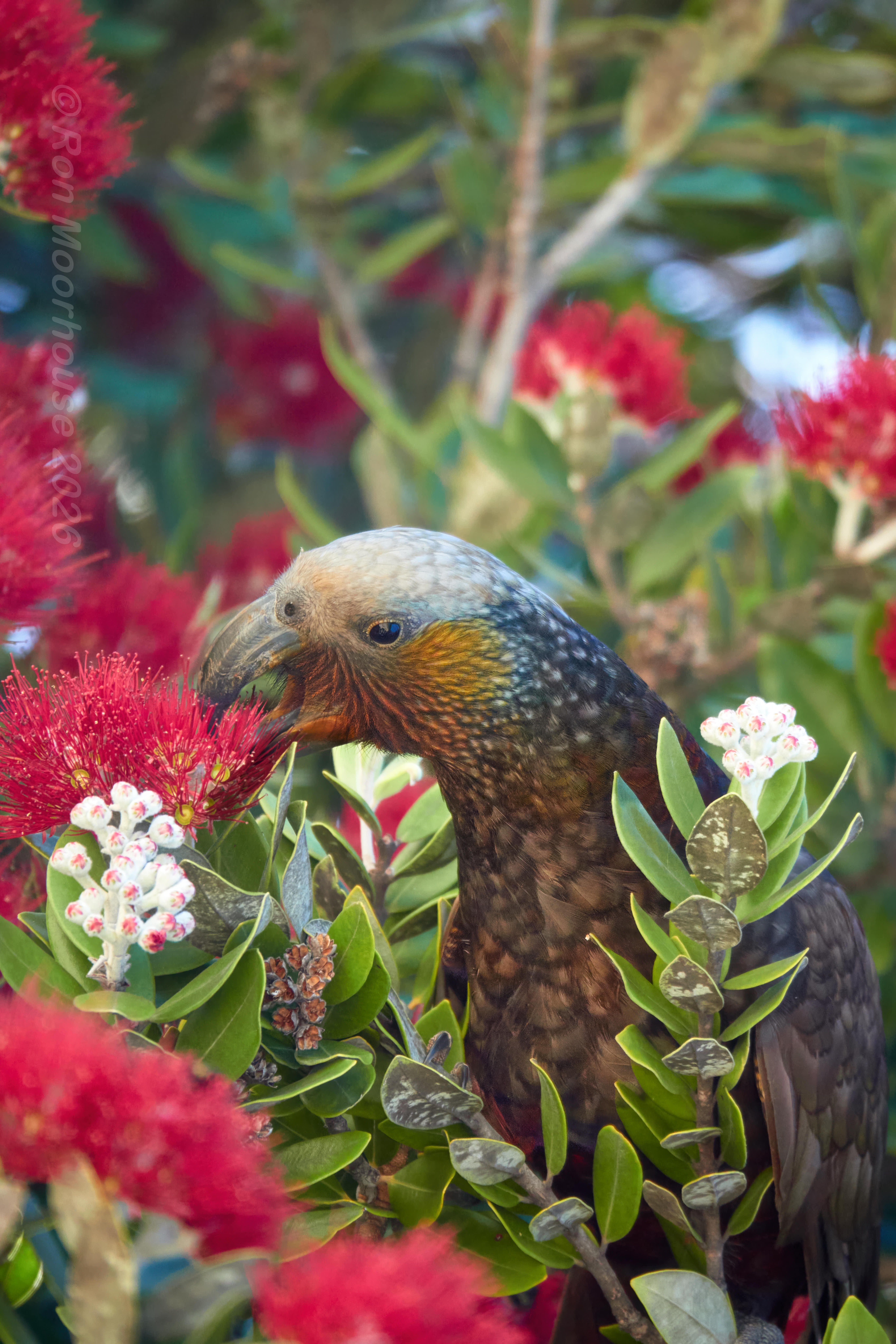 Kākā - Credit Ruth Bollongino
