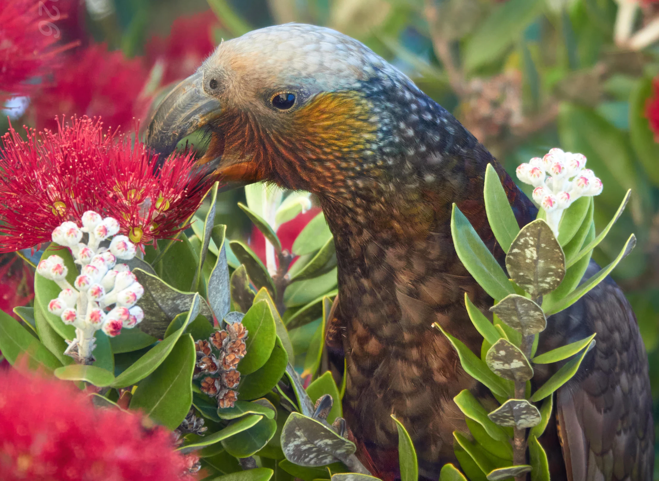 Kākā - Credit Ruth Bollongino