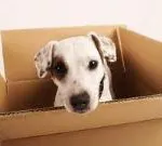 Déménager avec son chat ou son chien
