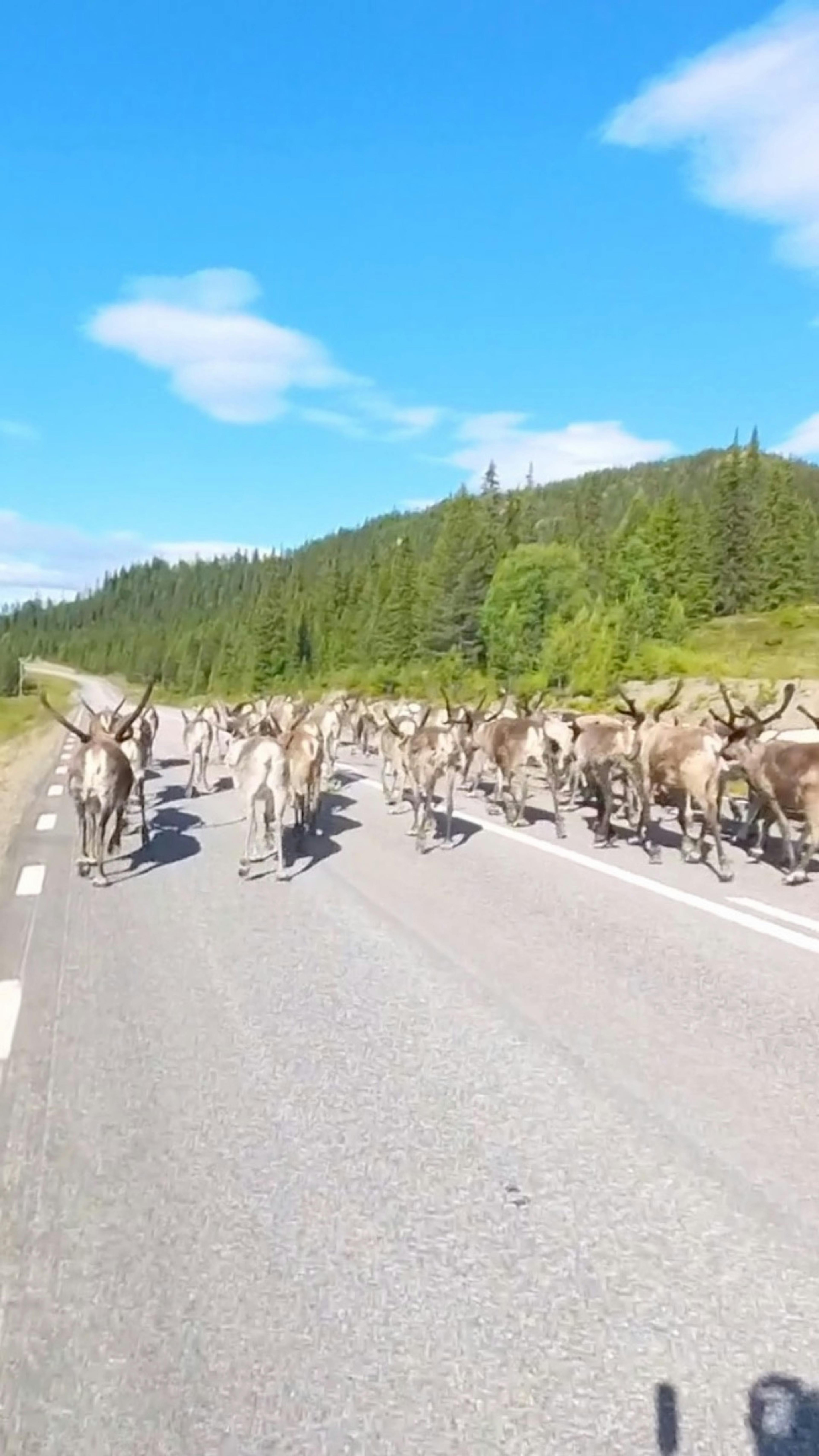 A flock of reindeer