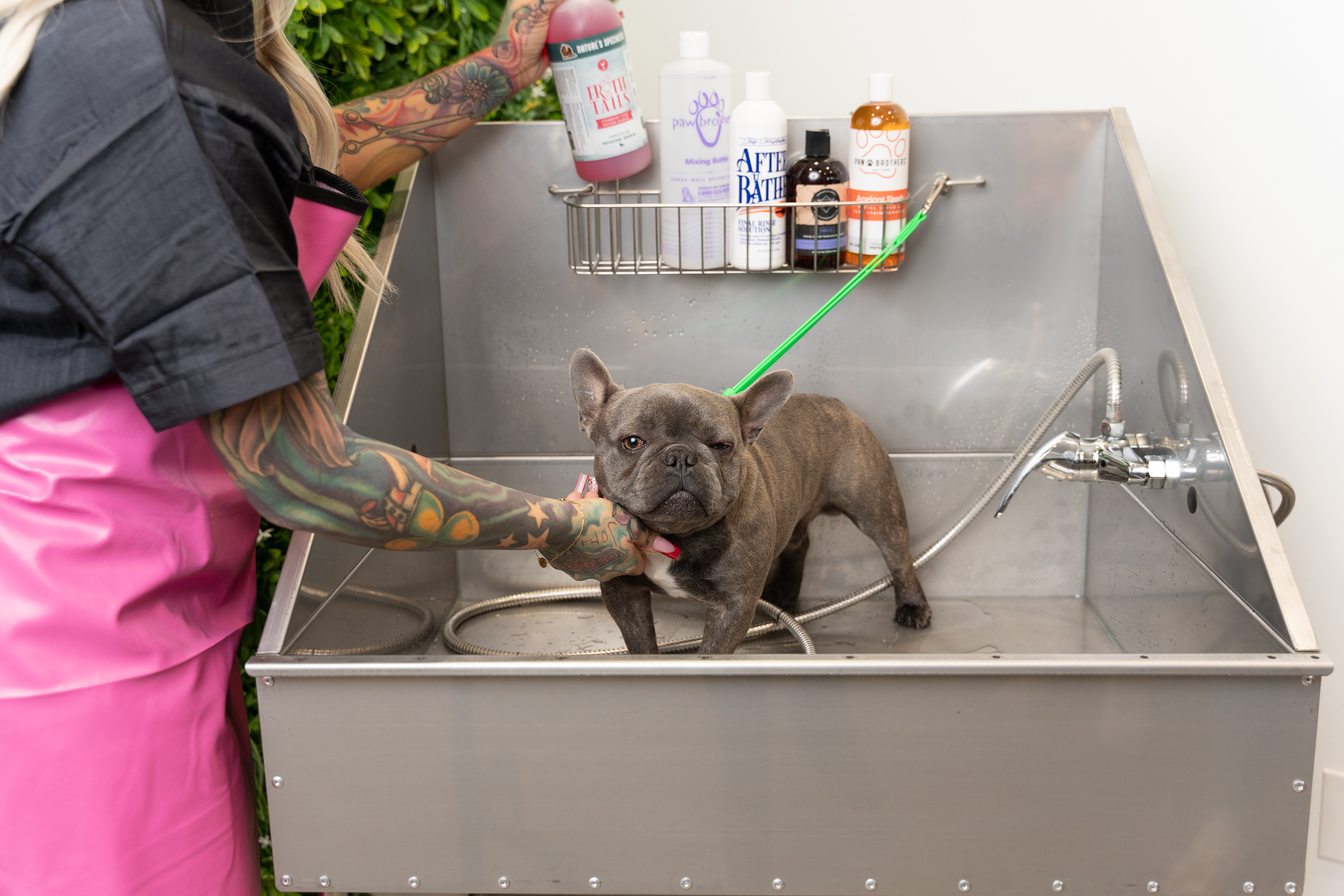 dog being bathed in tub