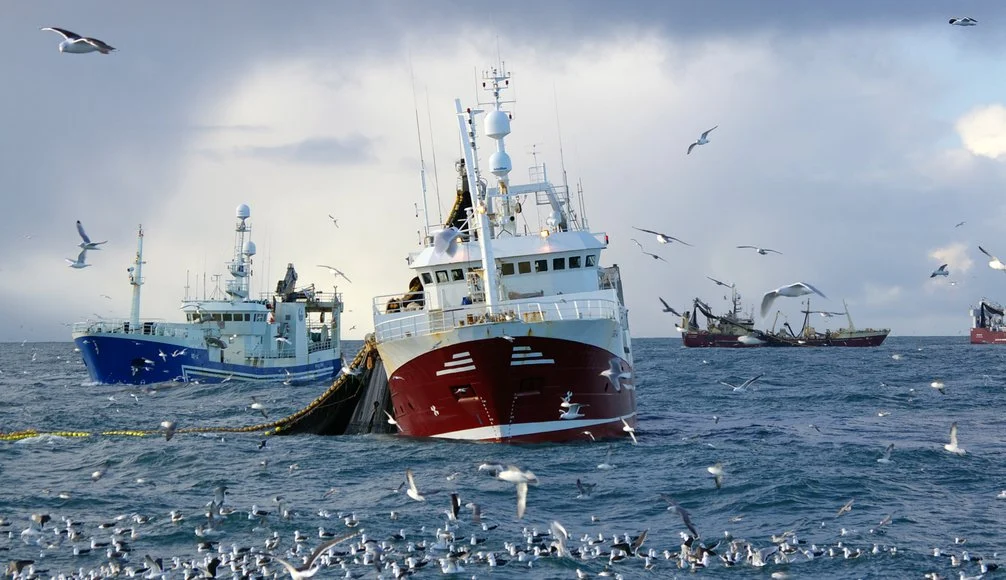 ships at sea with flocks of birds swarming above and around