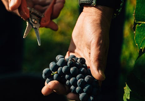 Des aides pour les jeunes vignerons