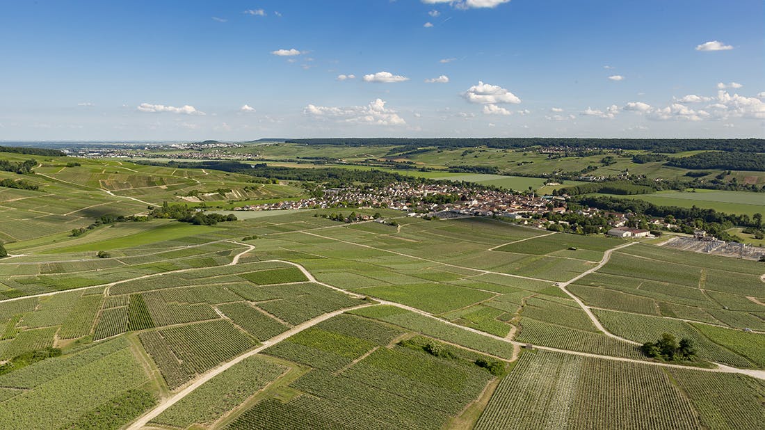 Les travaux de la vigne au printemps