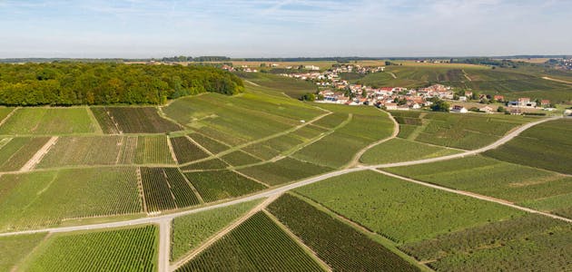 La palette du vignoble champenois