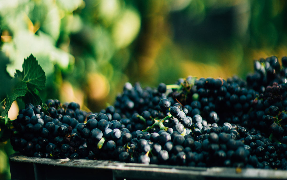 Qu est ce que le champagne Blanc de Noirs