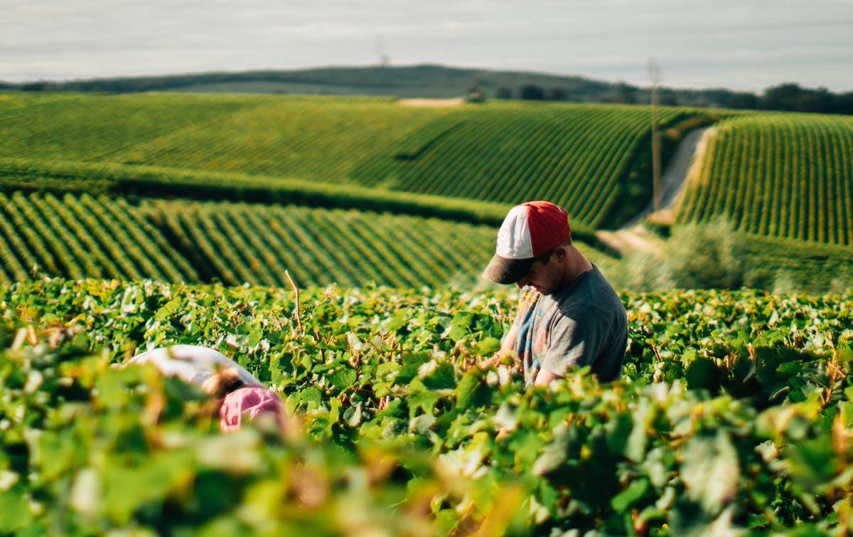 L'Appellation d'Origine Contrôlée (AOC) Champagne