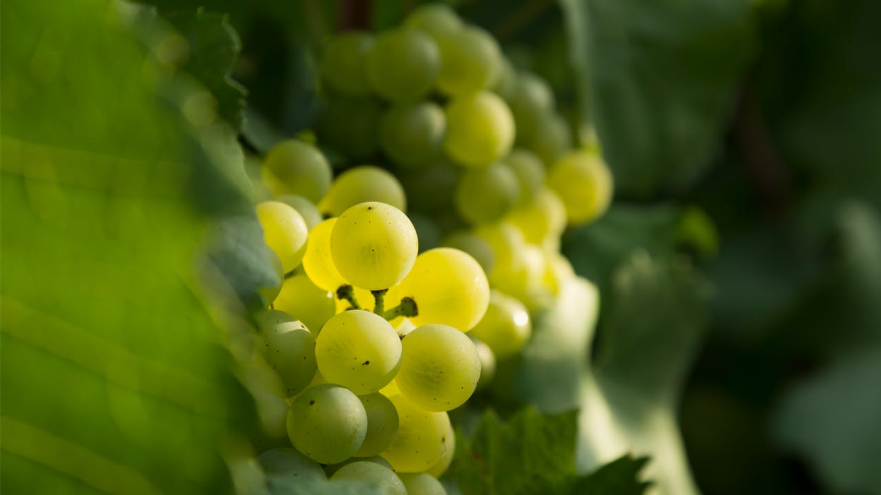 Qu'est ce que le Champagne Blanc de Blancs?