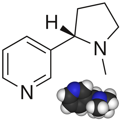 Nicotine molecule