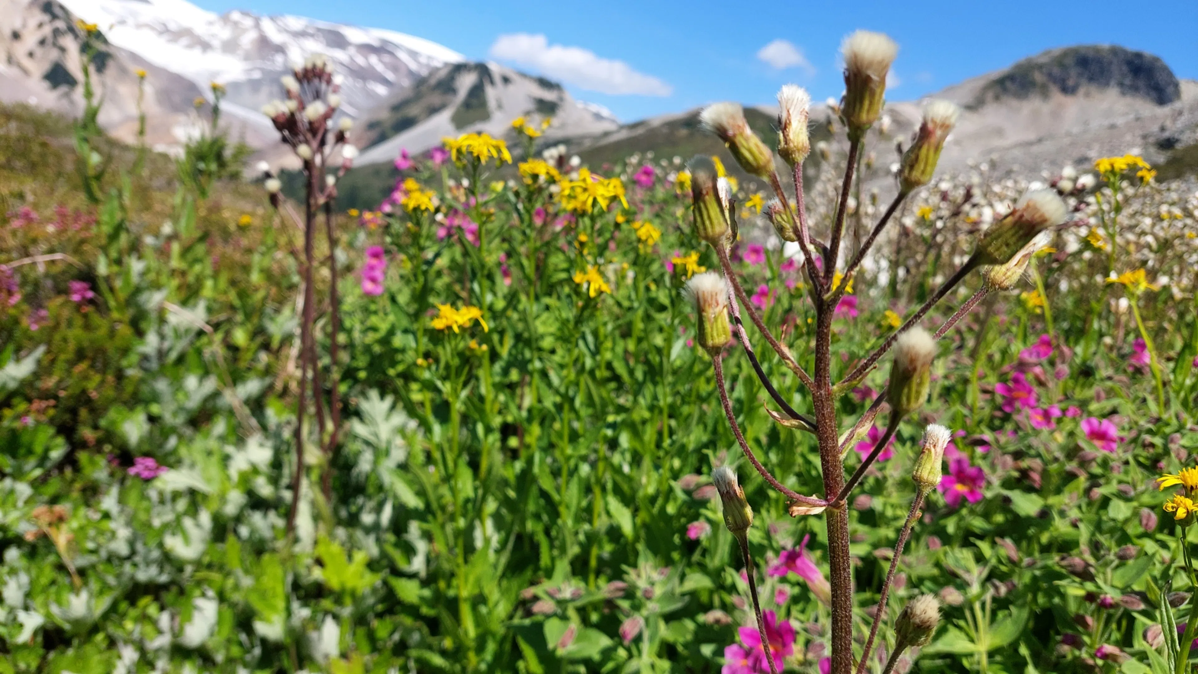 Photo of wildflowers in Brandywine MEadows