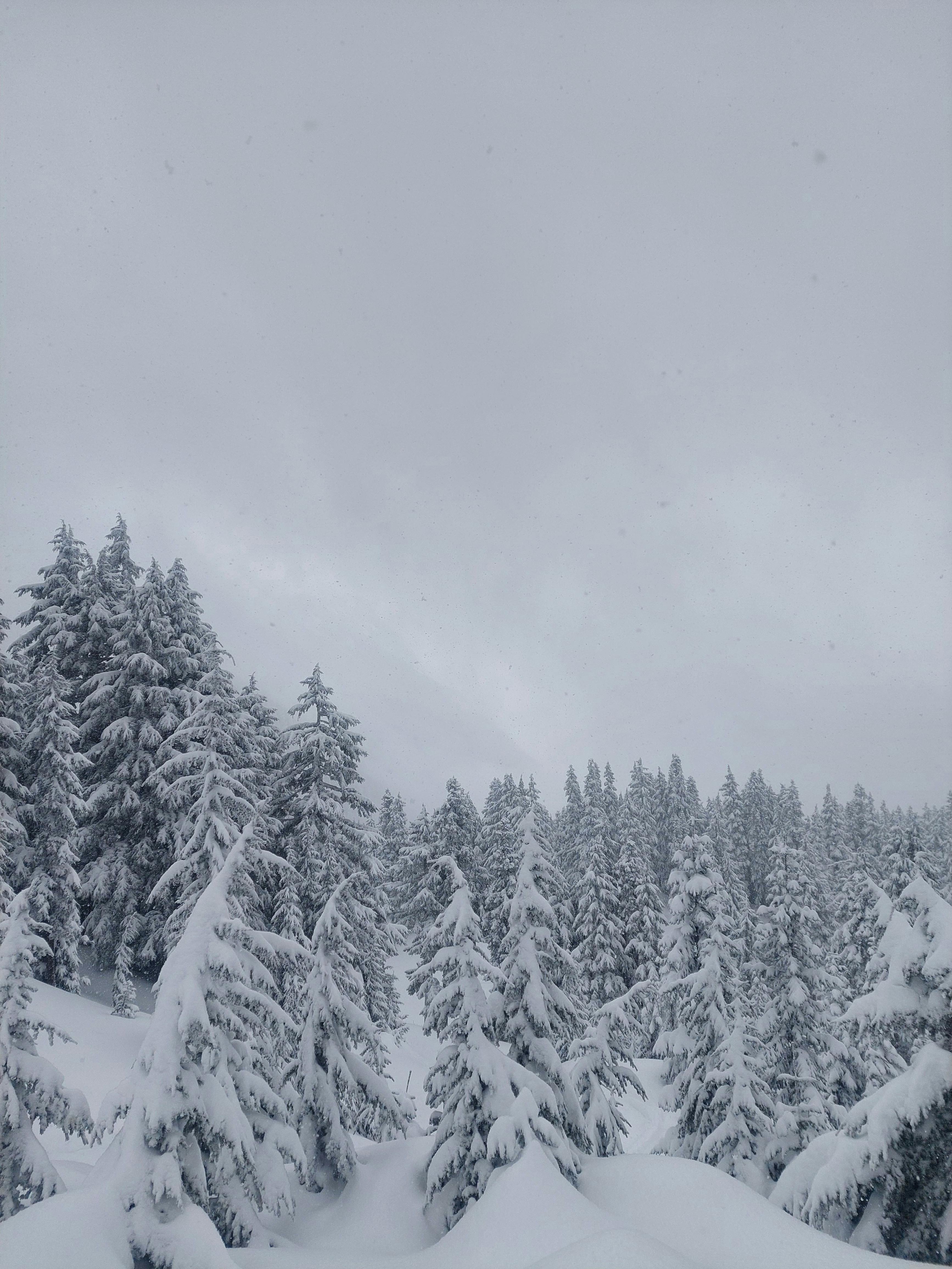 Brohm Ridge Trees