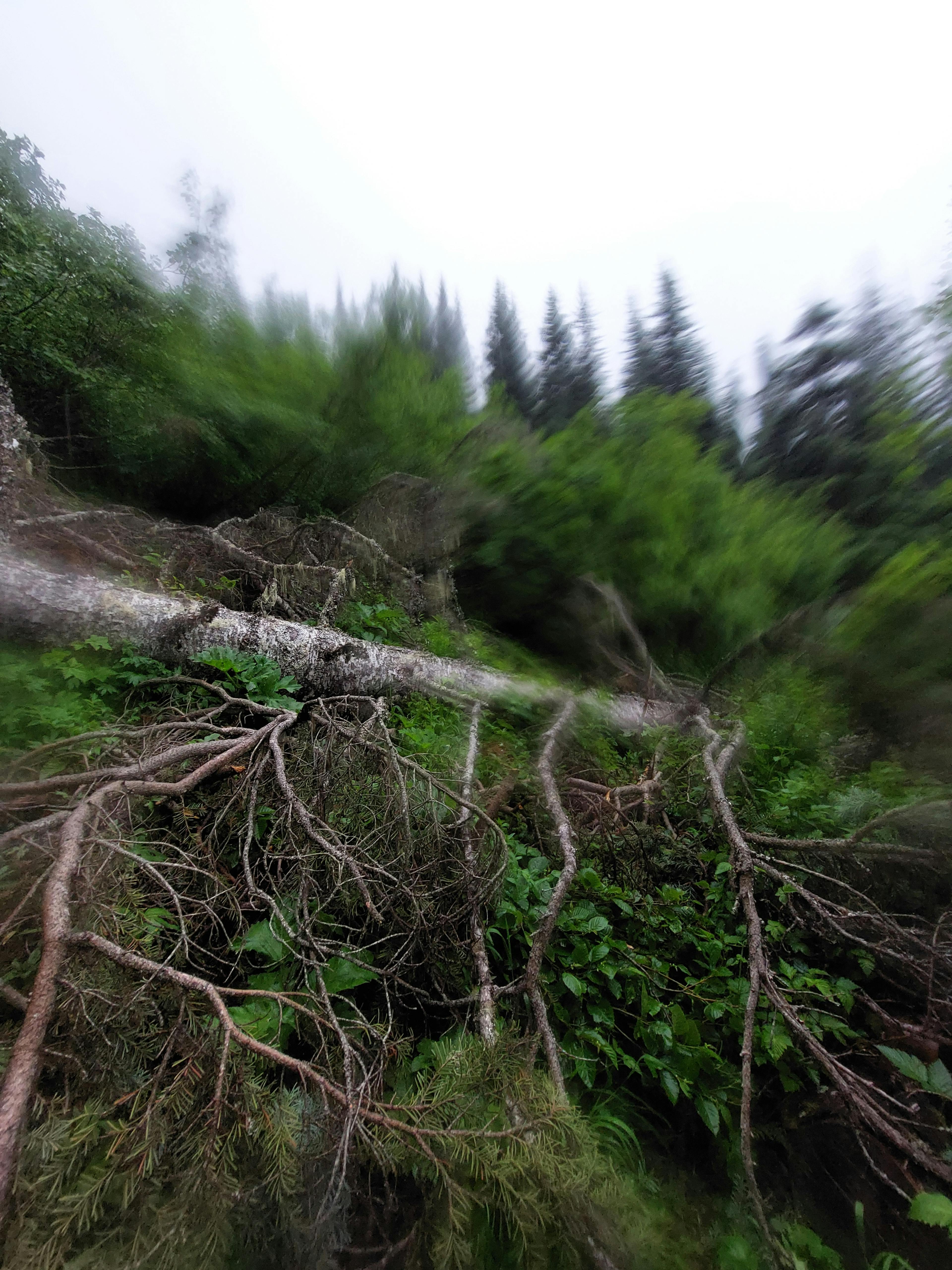 Deadfall along the southern part of Whatcom trail