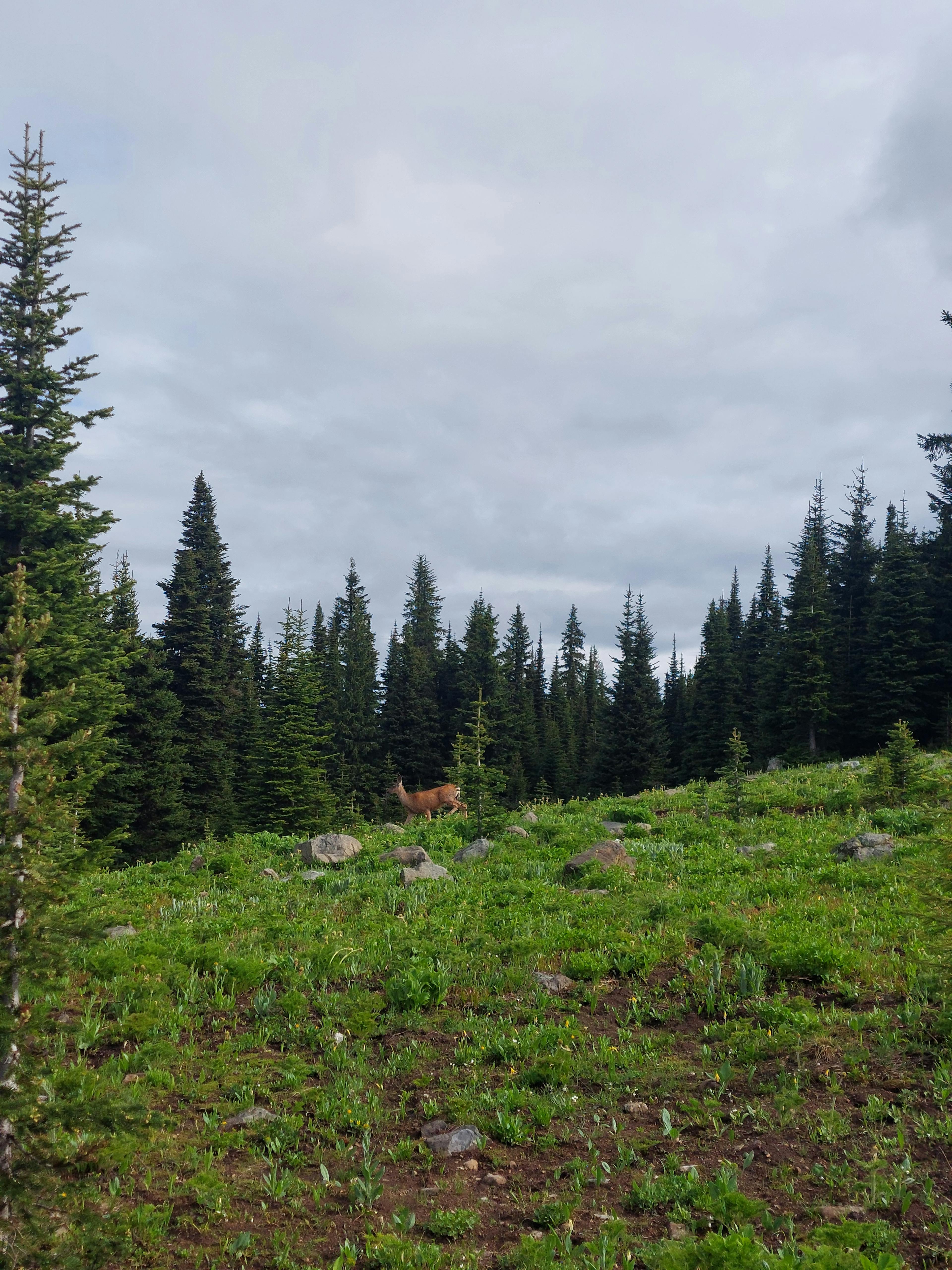 Deer along Whipsaw FSR