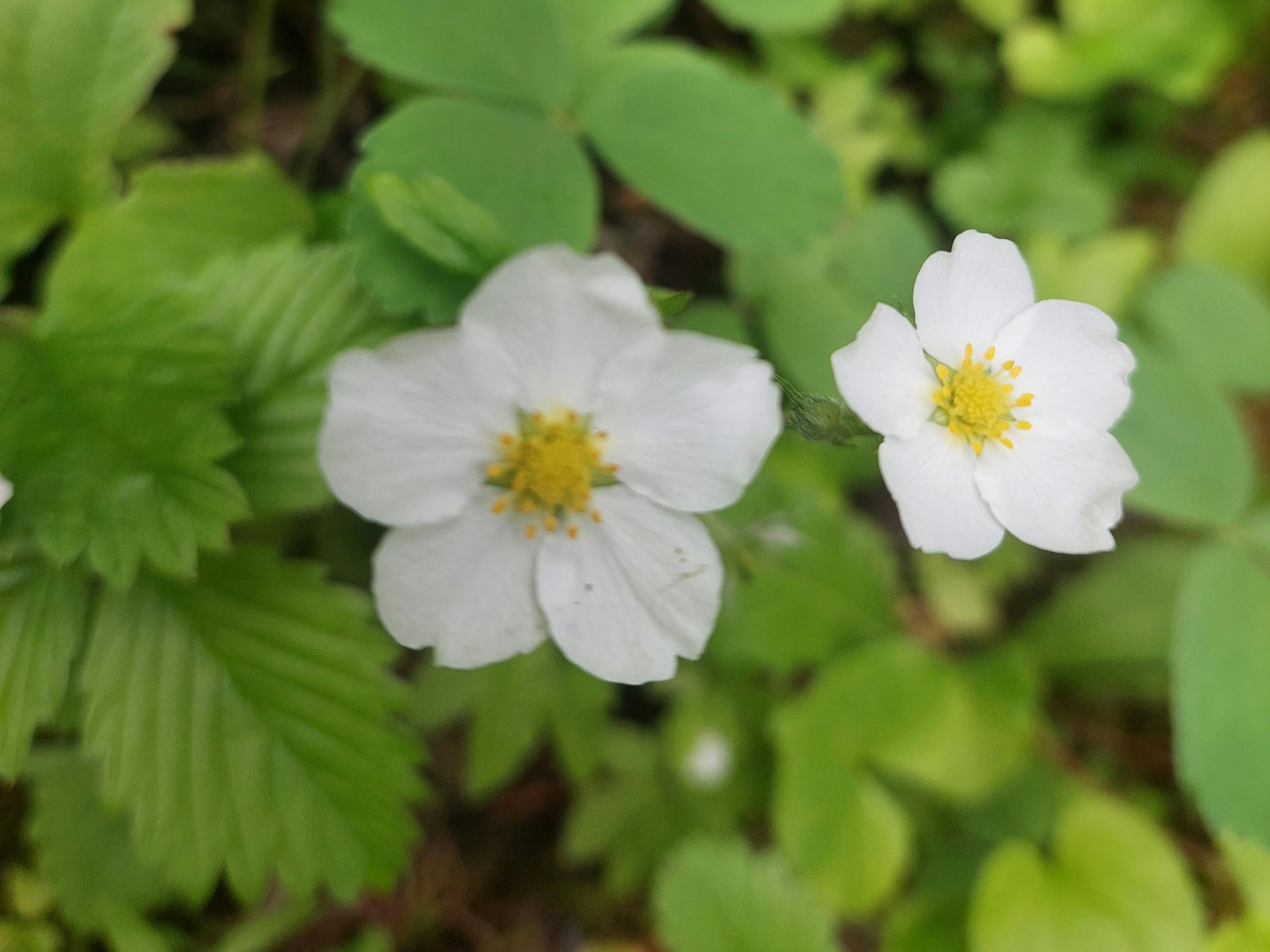 White flowers