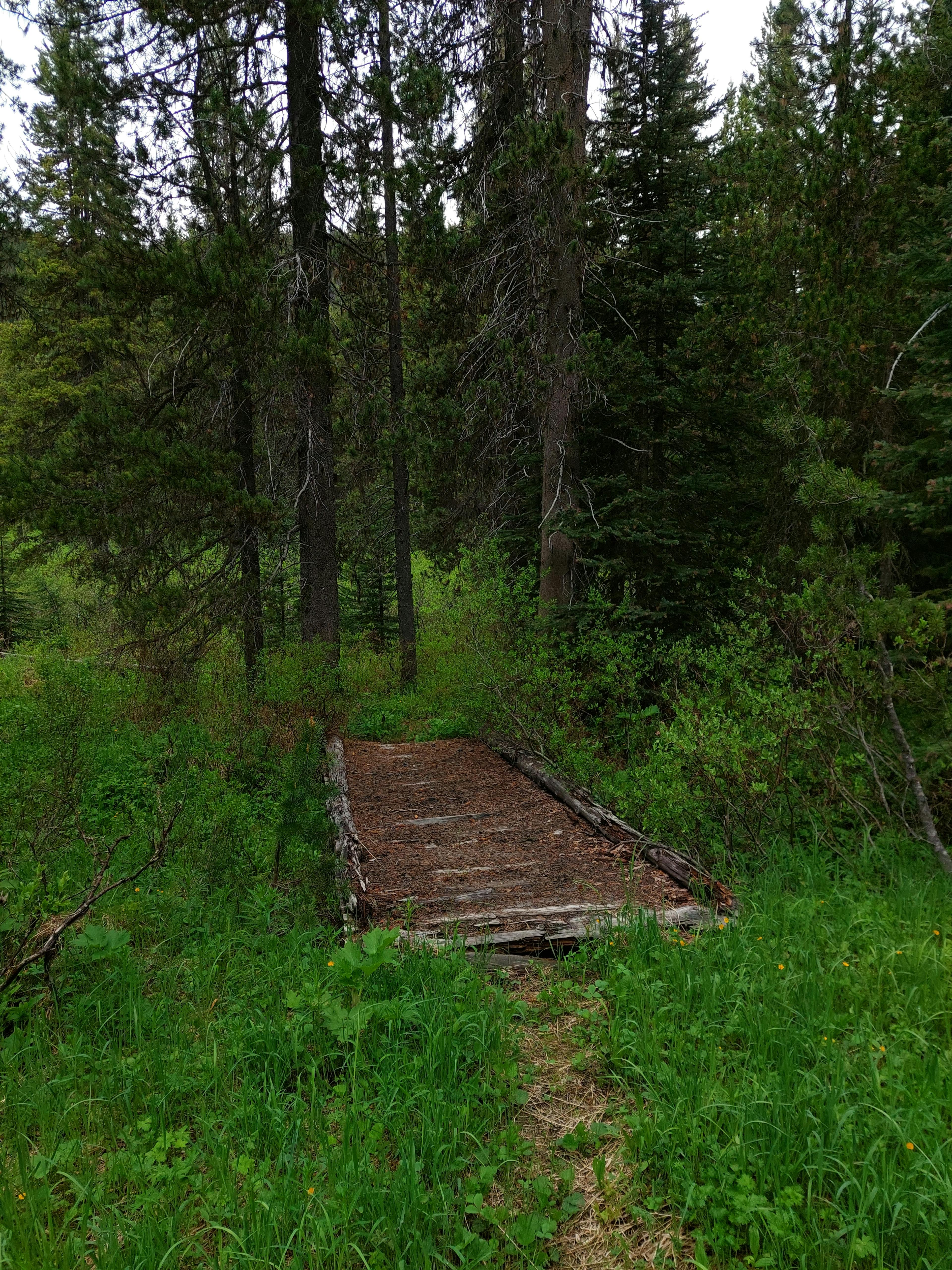 Bridge along Dewdney Trail