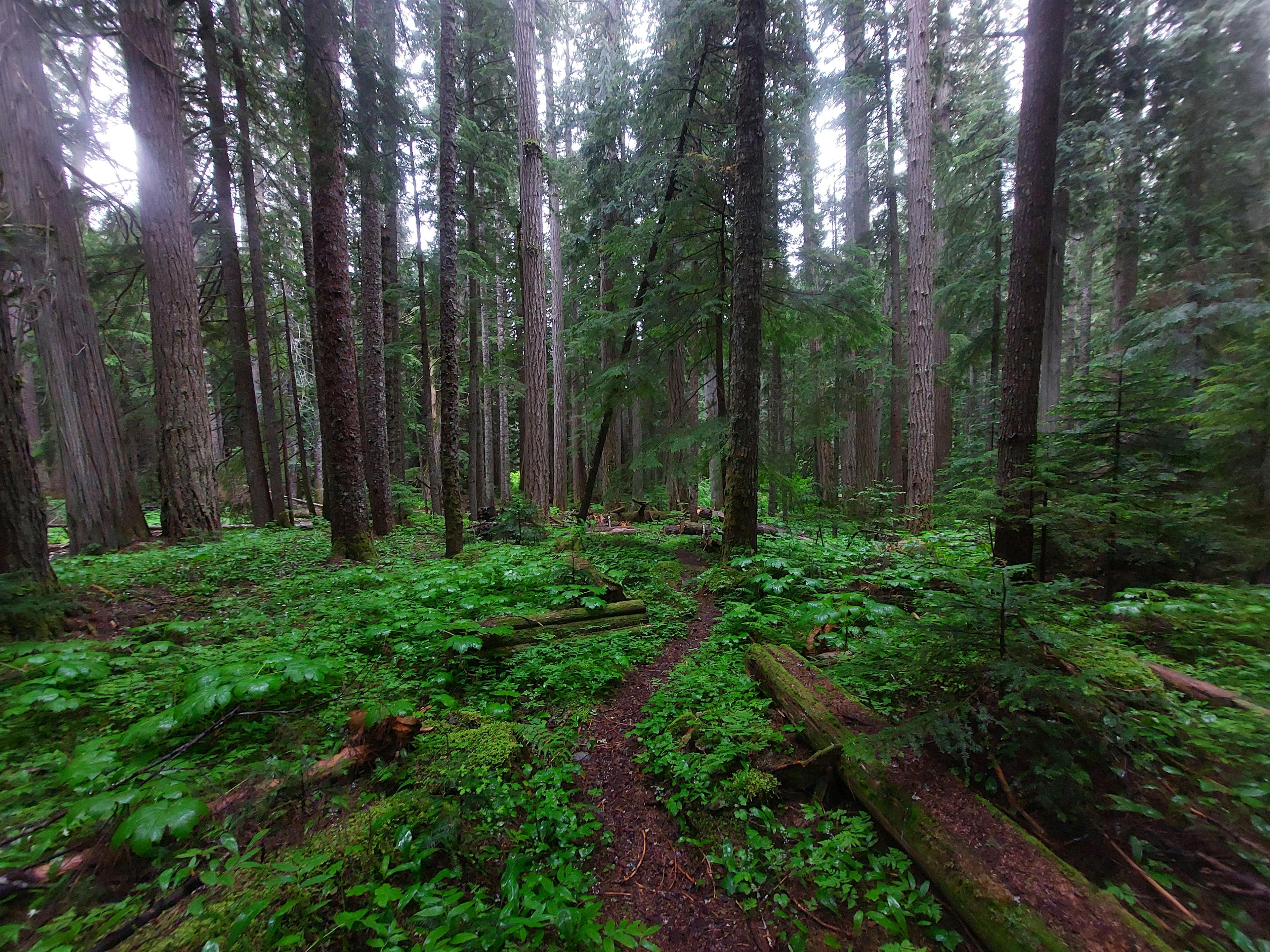 Forest along Snass Creek in E.C. Manning Park