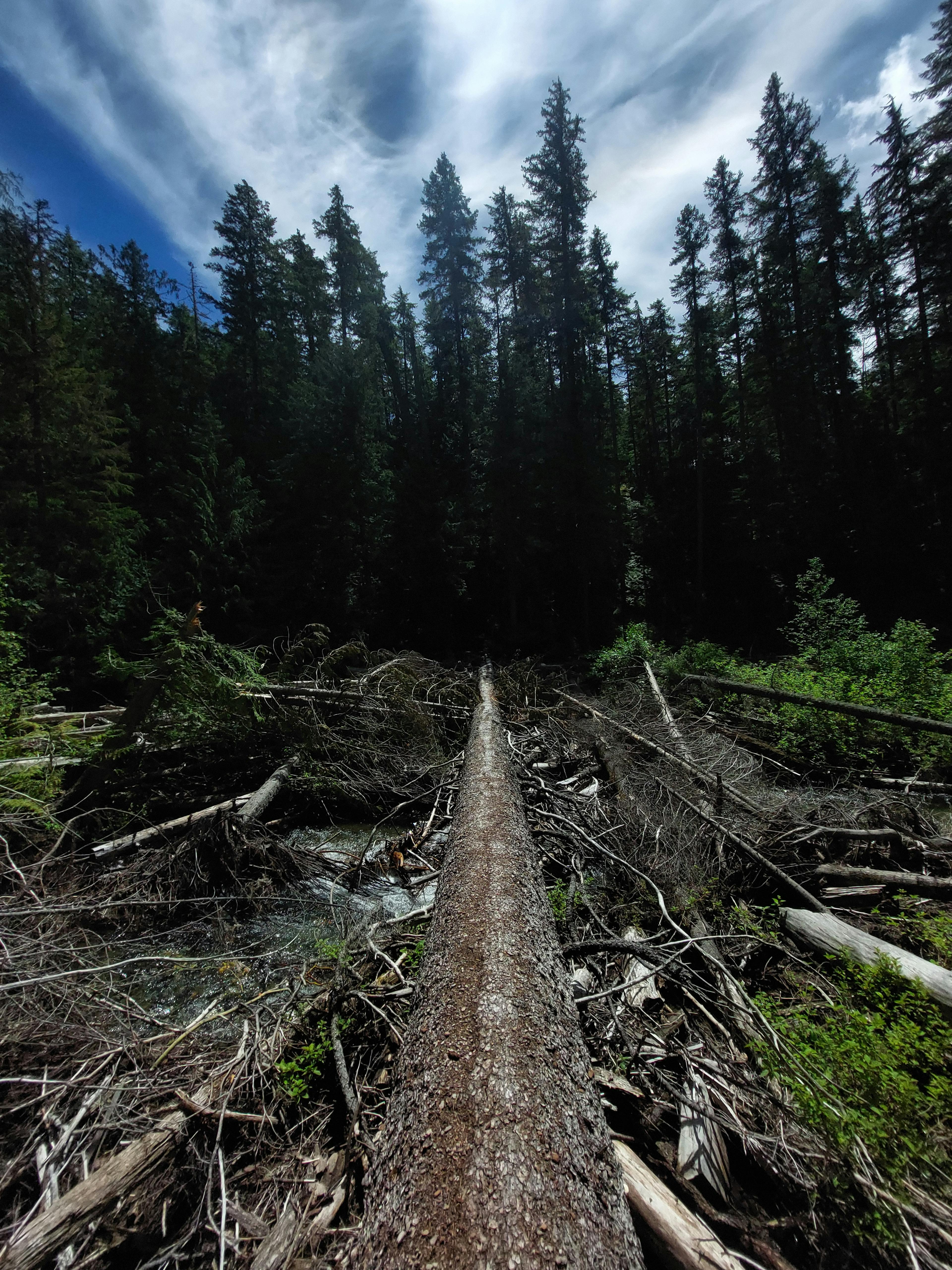 Log bridge over Skaist River on Hope Pass trail. 