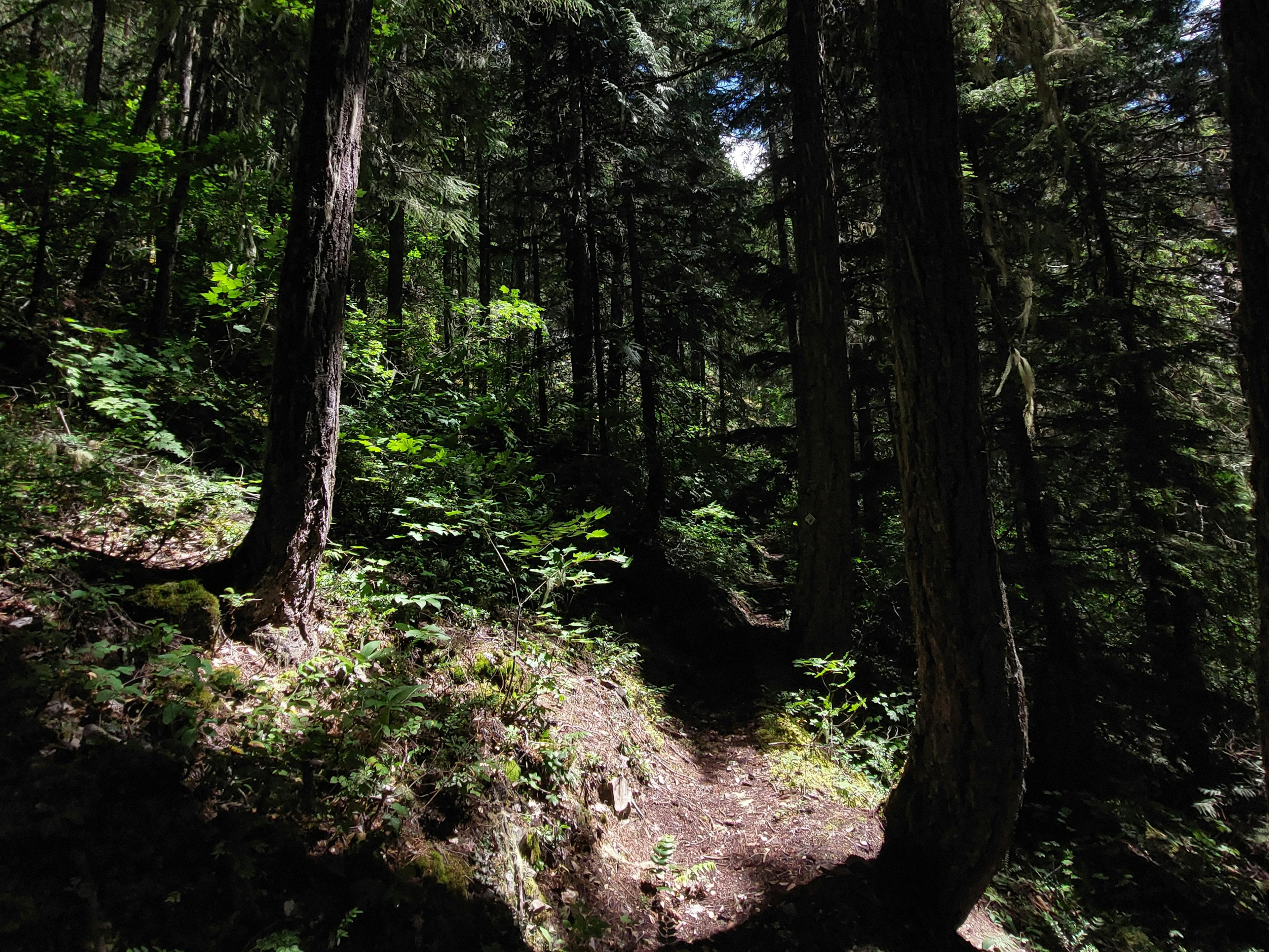 Skagit Bluffs trail in Manning Park