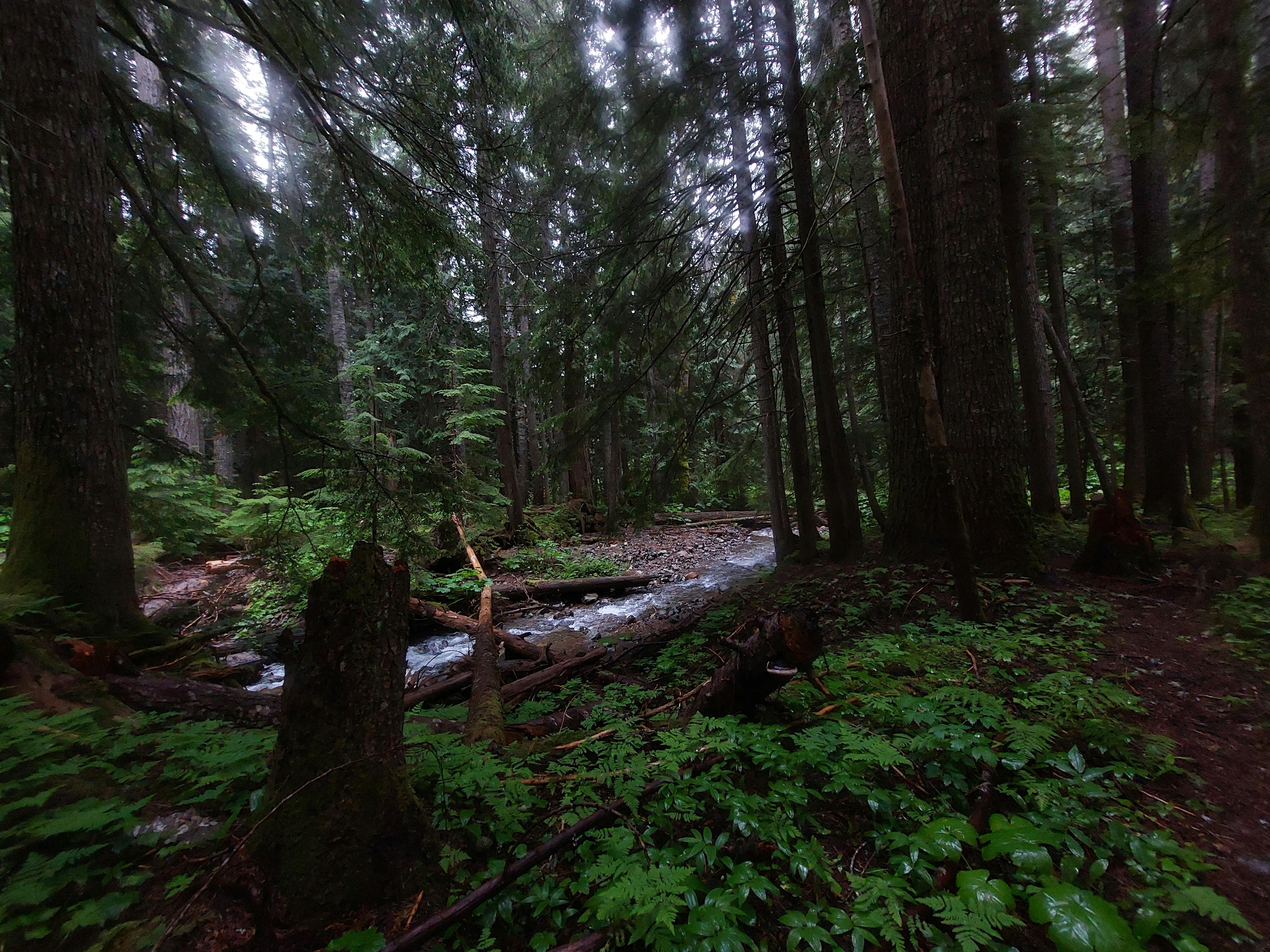 East Snass Creek along Dewdney