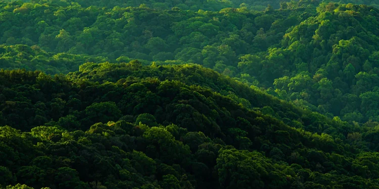 Forêt dense symbolisant l’engagement de Nikon Verres Optiques en matière de responsabilité sociétale des entreprises.