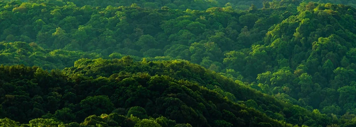 Forêt dense symbolisant l’engagement de Nikon Verres Optiques en matière de responsabilité sociétale des entreprises.