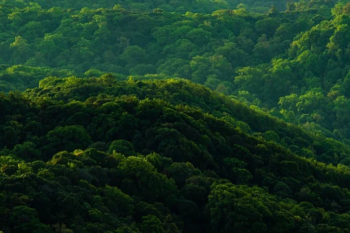 Forêt dense symbolisant l’engagement de Nikon Verres Optiques en matière de responsabilité sociétale des entreprises.