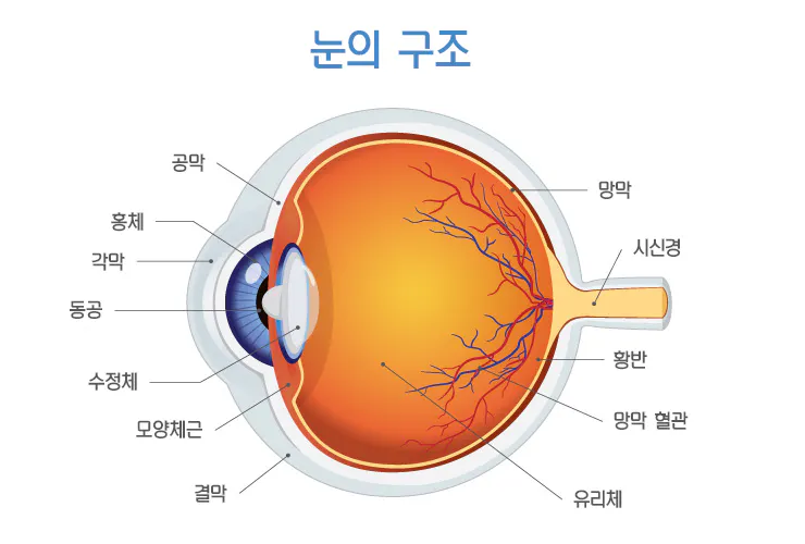 눈의 해부학 눈확과 눈 삽화: 정상 해부학| E Anatomy