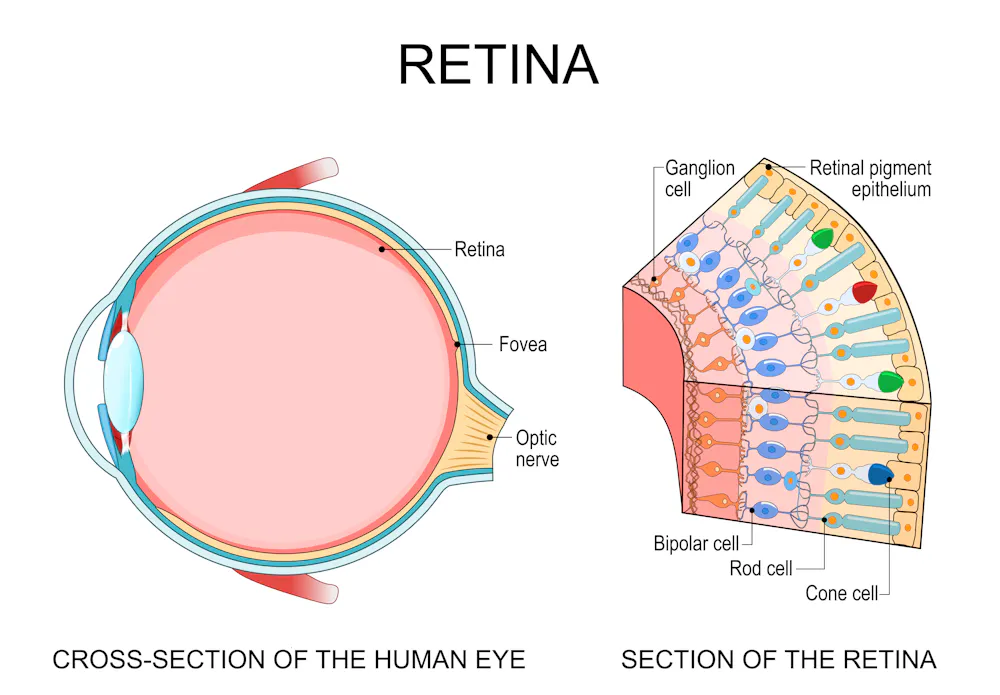eye retina anatomy