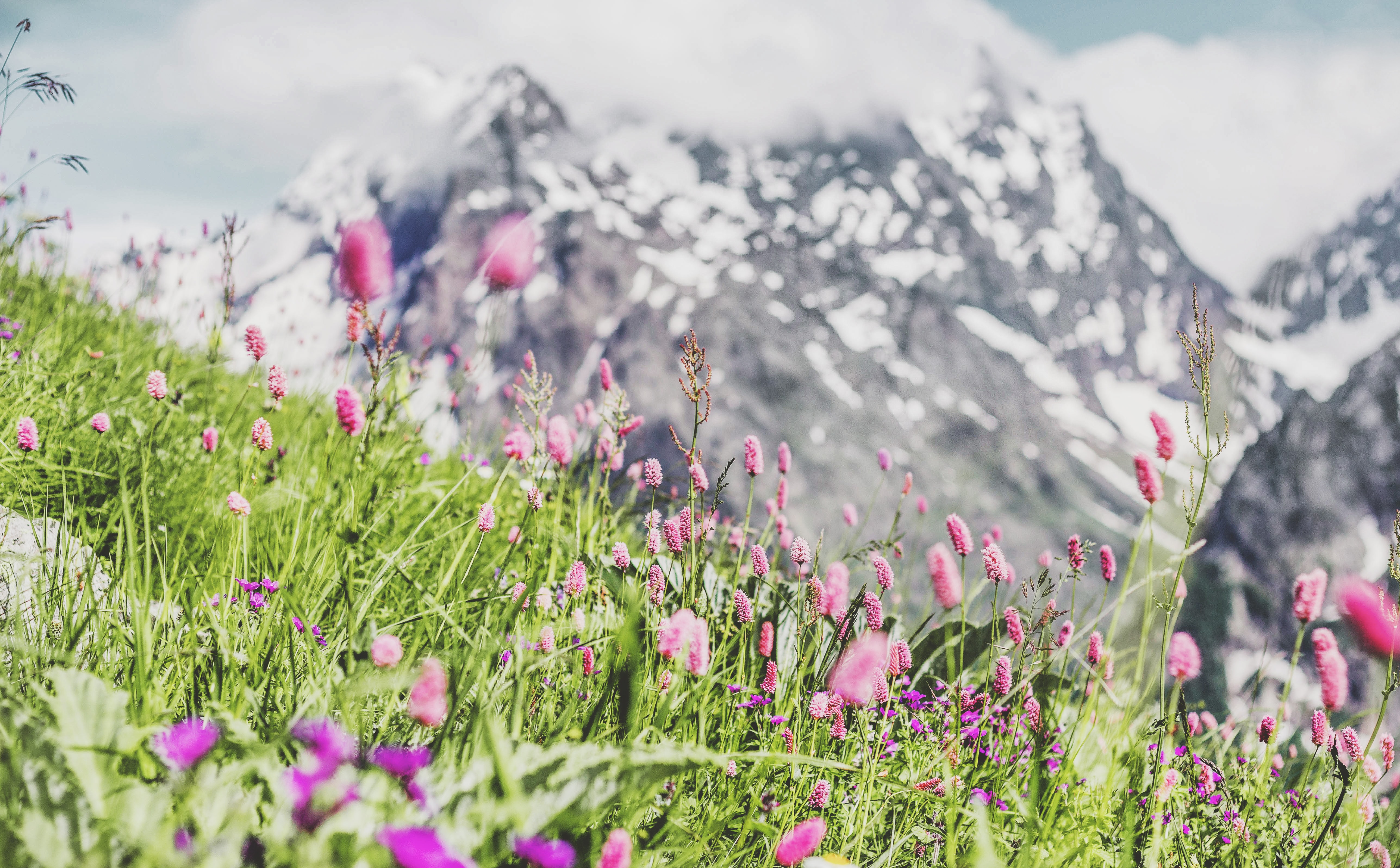 Flowers and grasses on the lower slopes