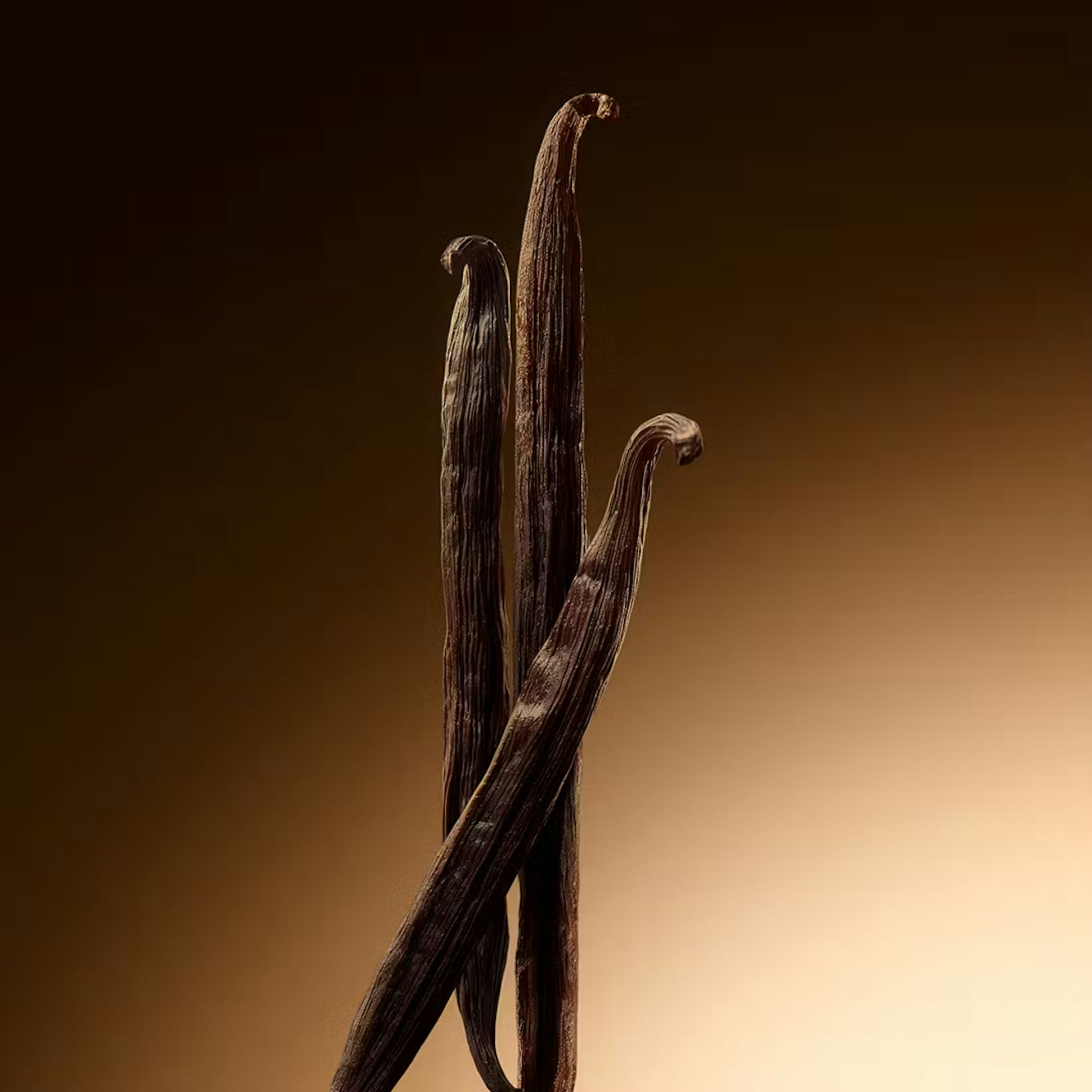 Vanilla - Vénus de Nina Ricci