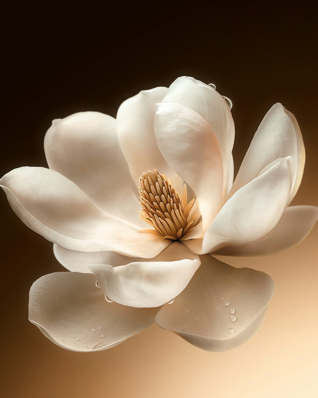 Magnolia Vénus de Nina Ricci