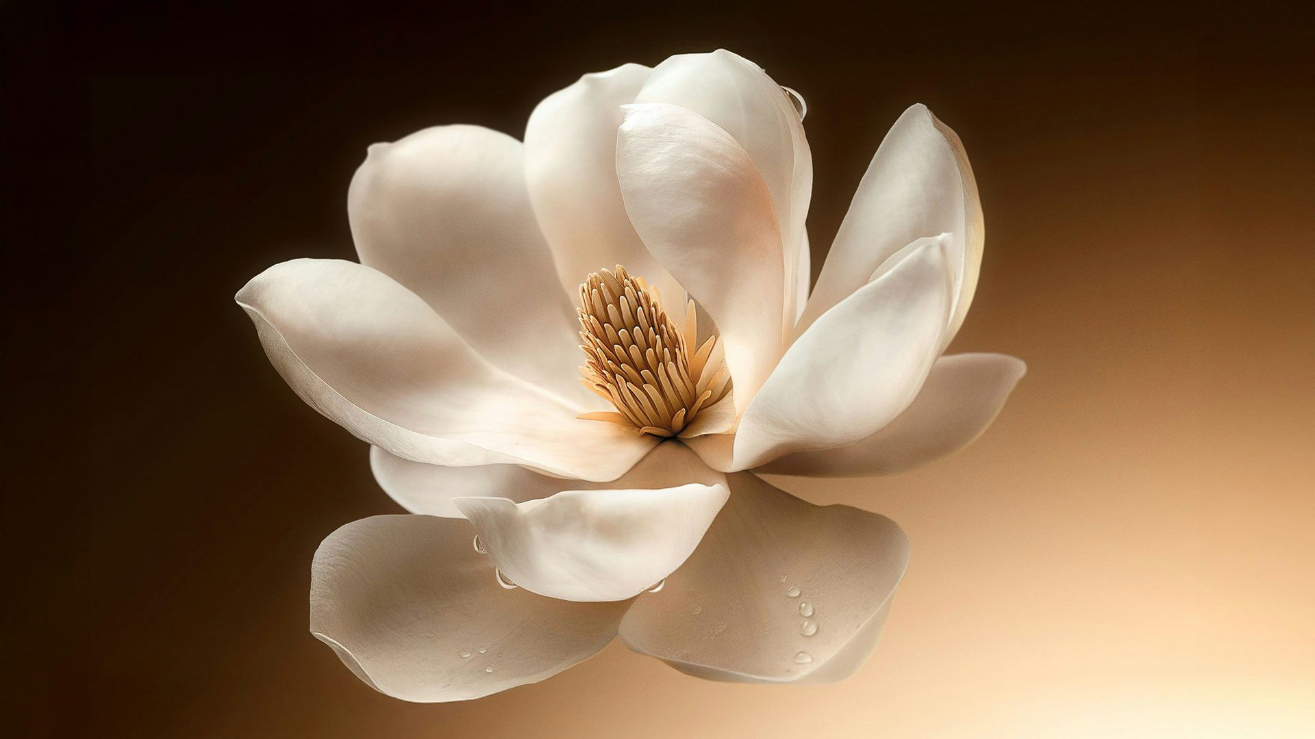 Magnolia - Nina Ricci