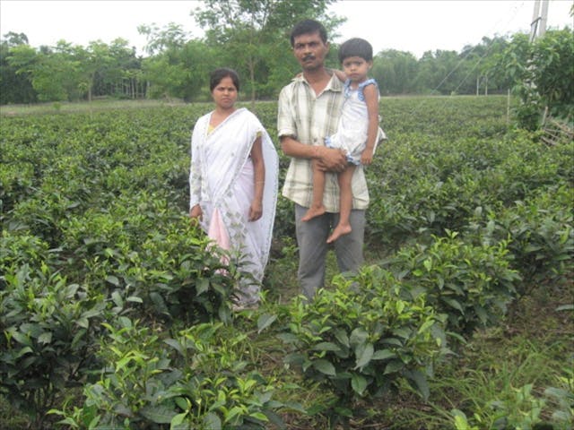 Loan-enabled tea farm