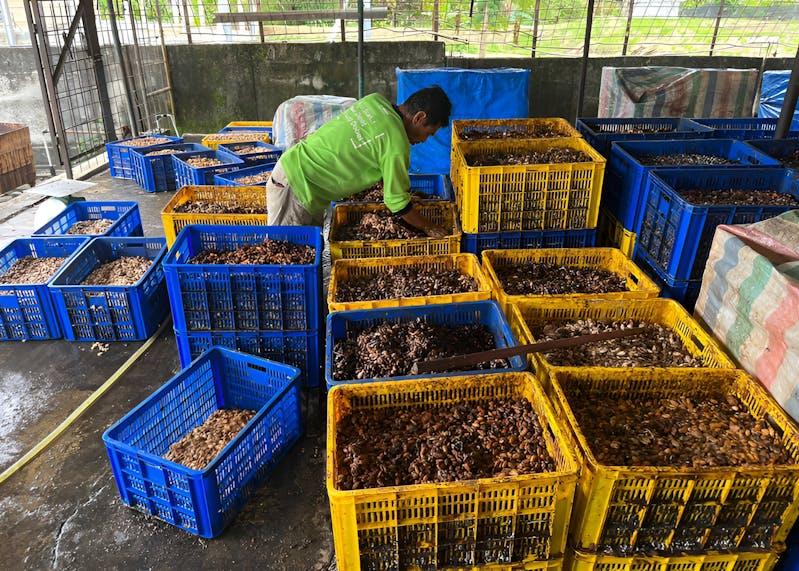 Fermenting coffee beans, Sumatra