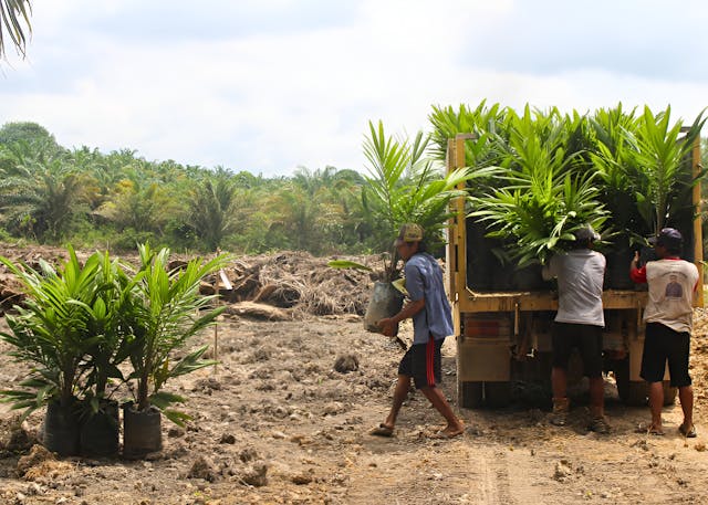 Replanting oil palms, Kalimantan
