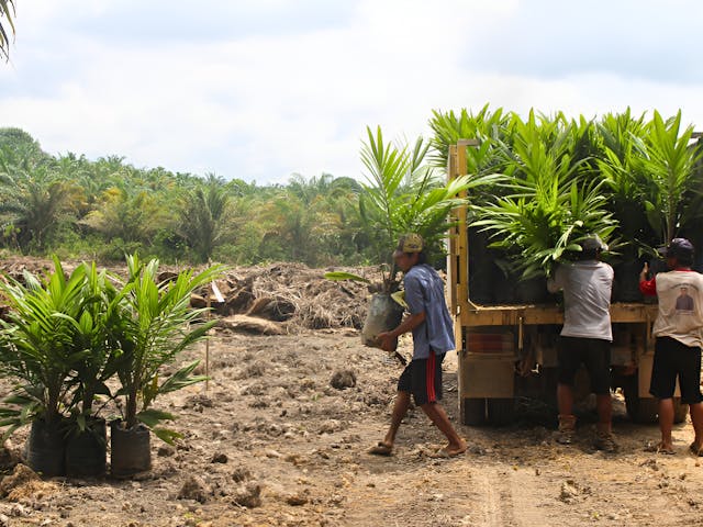 Replanting oil palms, Kalimantan