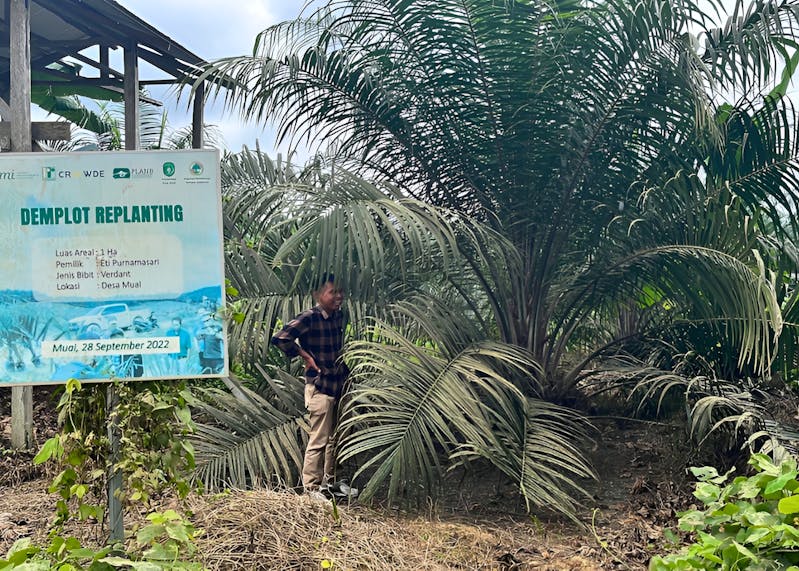 Climate Smart Fund trainer Tohirin inspecting 2 year old oil palms on pilot plantation