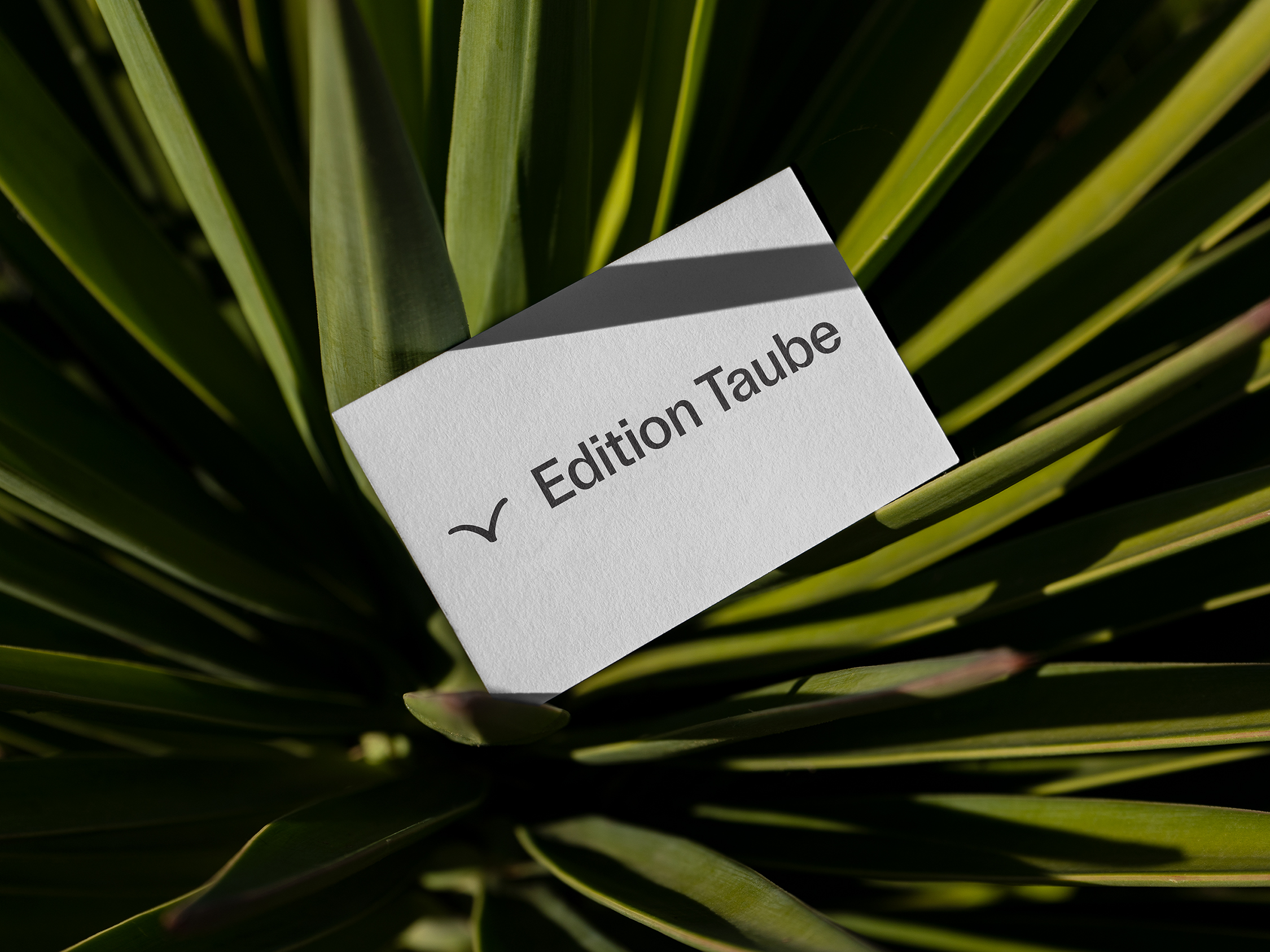 Edition Taube picture n°1 by Nolan Paparelli