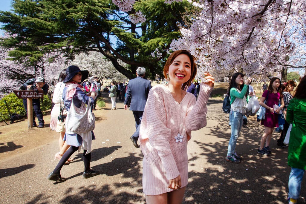 A Japanese girl stands by cherry blossoms at a busy hanami event