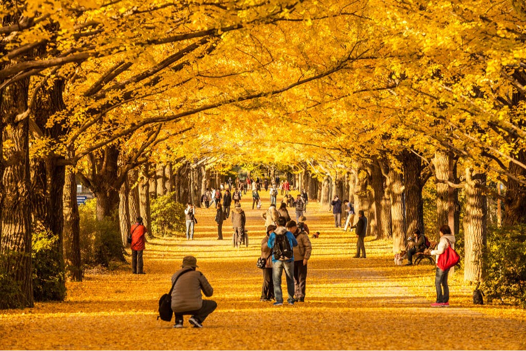 An arch of fall trees with yellow leaves and many people talking and taking pictures underneath