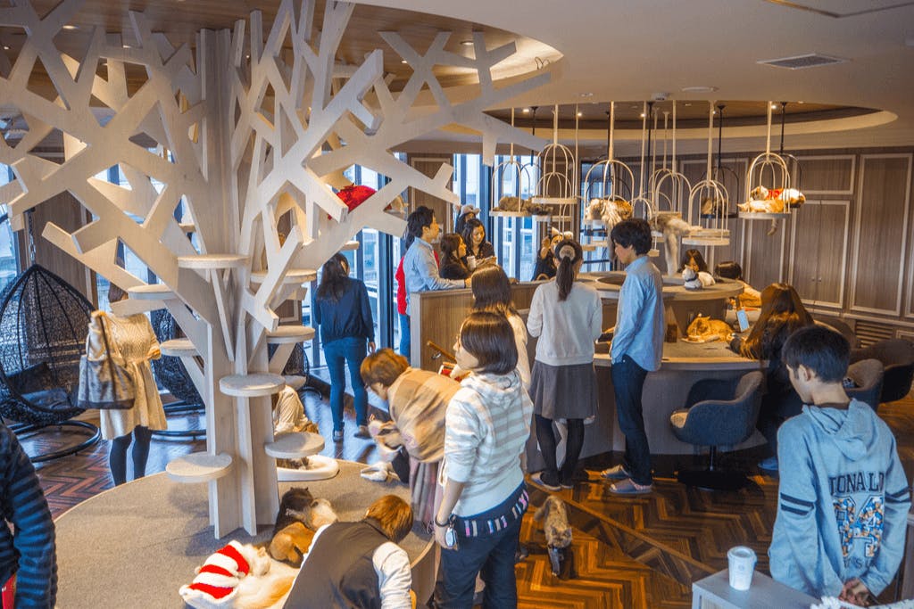 Cats lie around and play in a cat cafe, one of the many Harajuku cafes, with many people watching them.