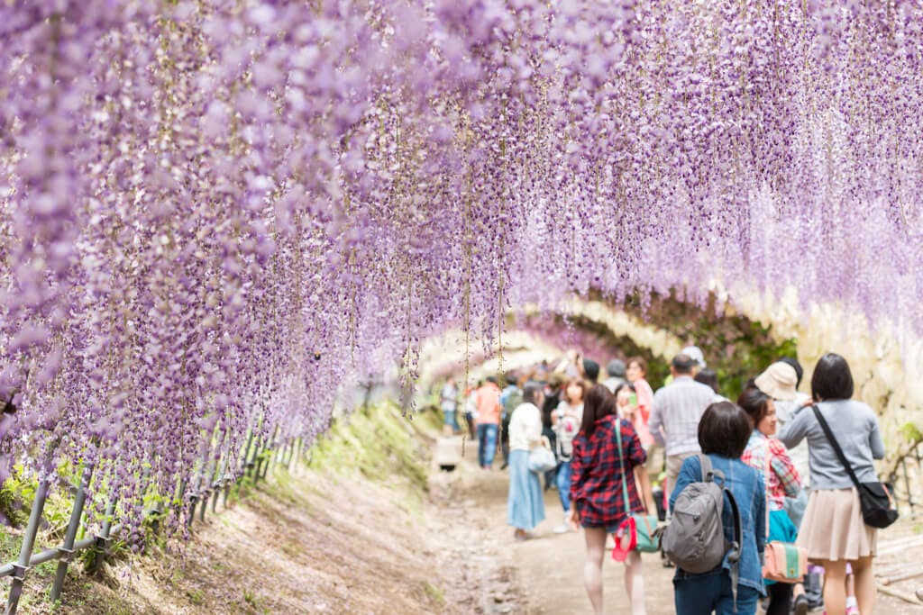People walk under the famous wisteria arches of Fukuoka