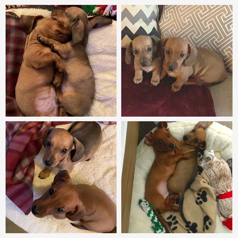 Meet the Team | Hannah