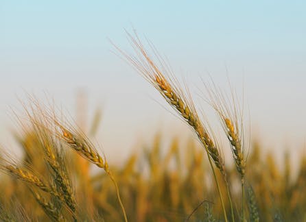 Wheat Field in Wind