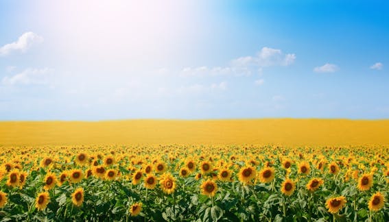 A field of sunflowers under a blue sky.