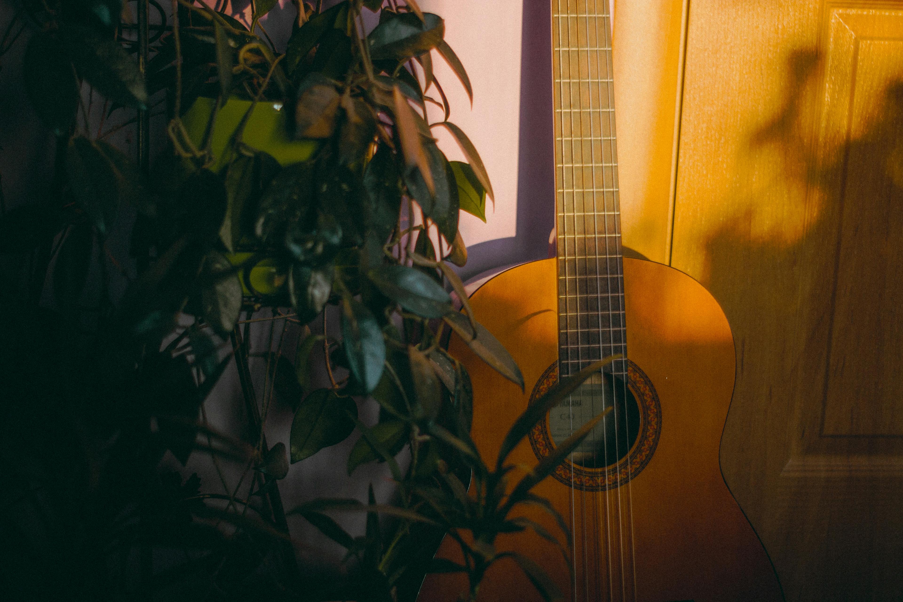 a guitar next to a plant with sunset light